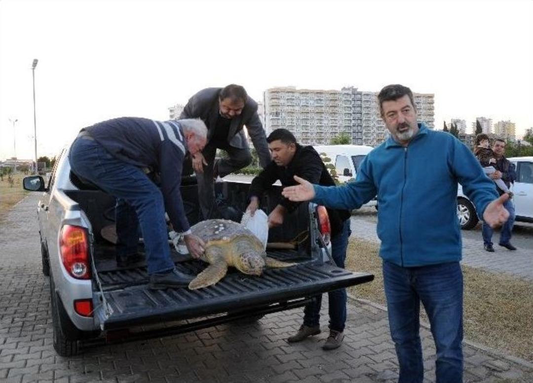 Hayvanseverlerin Seferber Olduğu Caretta Caretta &Ouml;ld&uuml;