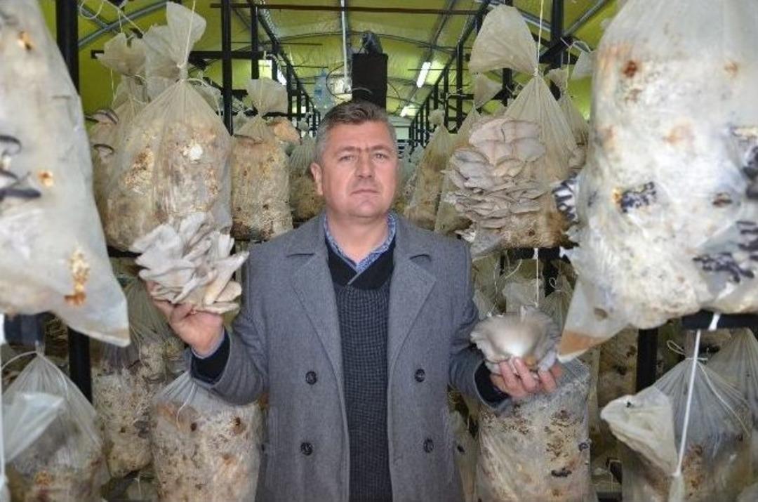 (&ouml;zel Haber) Devlet Desteğiyle Kurduğu Tesiste &rsquo;istiridye Mantarı&rsquo; Yetiştiriyor