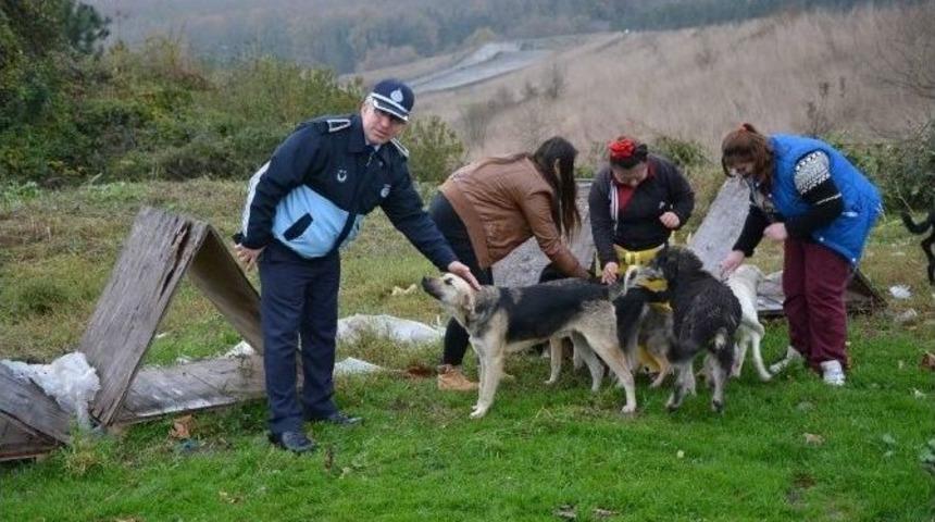 Kartepe Belediyesi Barınaklarına Bakım Yaptı