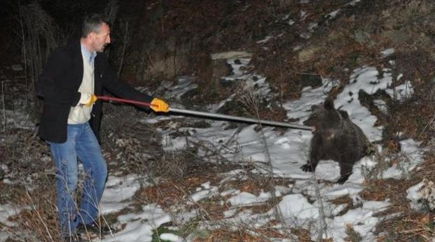 Kamyonun &Ccedil;arpan Yavru Ayıyı Trafik Ekipleri Kurtardı