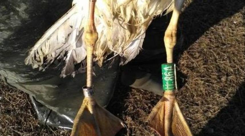 Ukrayna&rsquo;dan Balık Yemeye Geldi, Bandırma&rsquo;da Ağlara Takıldı