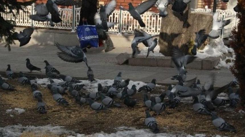 Soğuk Havada Yem Bulamayan G&uuml;vercinleri Yemliyorlar