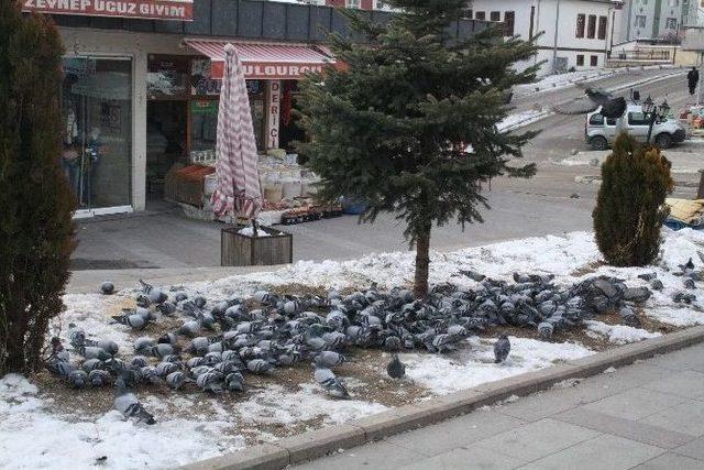 Soğuk Havada Yem Bulamayan Güvercinleri Yemliyorlar