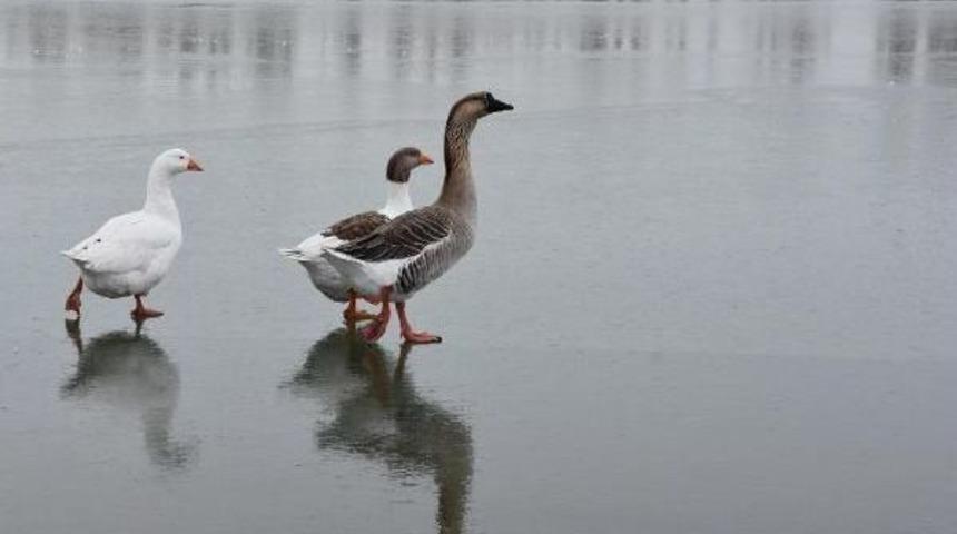 Sivas'ta Akarsu Ve G&ouml;letler Buz Tuttu