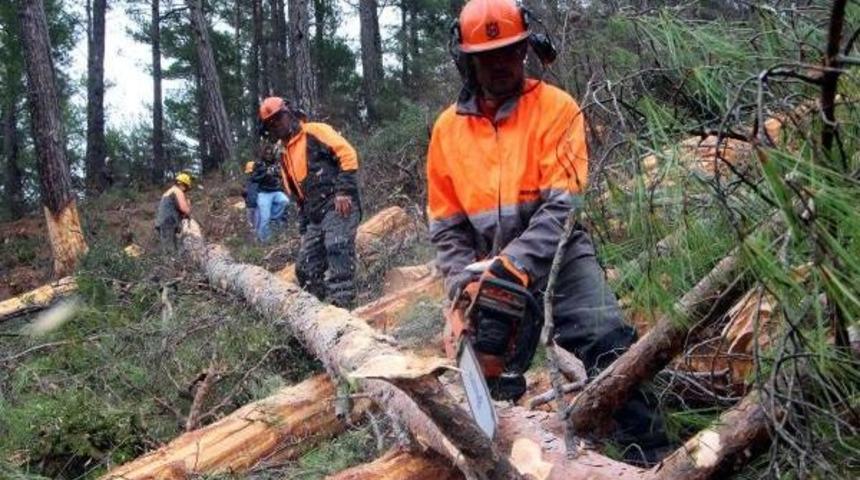 Fethiye'de Ağa&ccedil; Kesim Tatbikatı Yapıldı