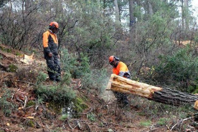 Fethiye'de Ağaç Kesim Tatbikatı Yapıldı