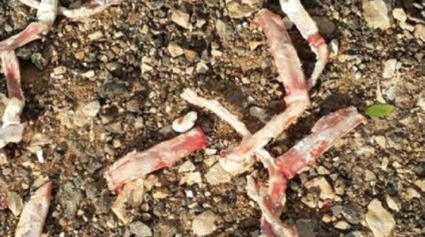 Antalya'da 12 K&ouml;pek Ve 2 Kediyi Zehirlediler