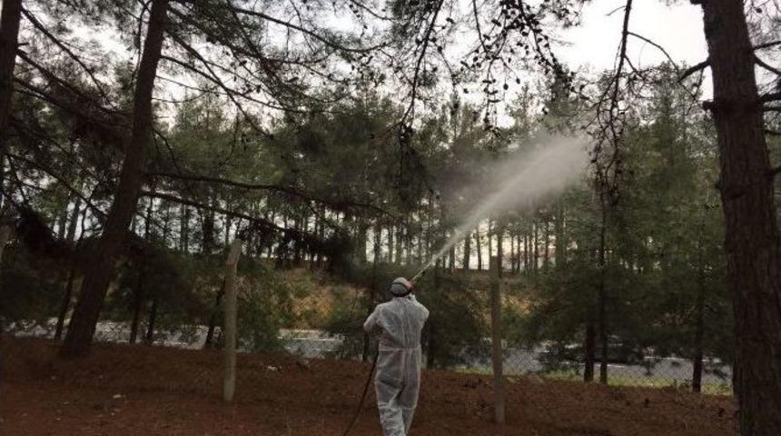 Ormanlarının En B&uuml;y&uuml;k D&uuml;şmanı &Ccedil;am Kese B&ouml;ceğine İla&ccedil;lı Tedbir