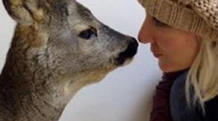 Hayvansever Noter, Yaralı Karacaya Sahip &Ccedil;ıktı