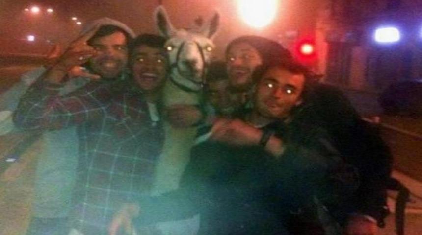 Sarhoş öğrenciler Lama kaçırdı