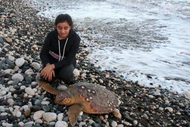 Sahile Ölü Caretta Vurdu