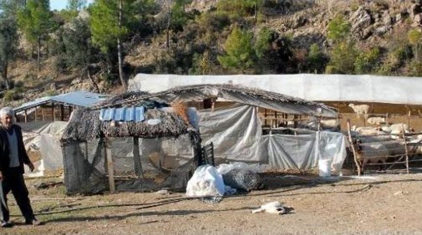 Hayvanlar Yanlış Tedaviden Telef Oldu Iddiası