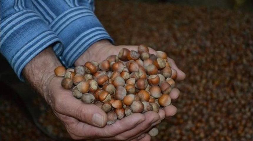 Pazara 204 Bin Ton Fındık İndi