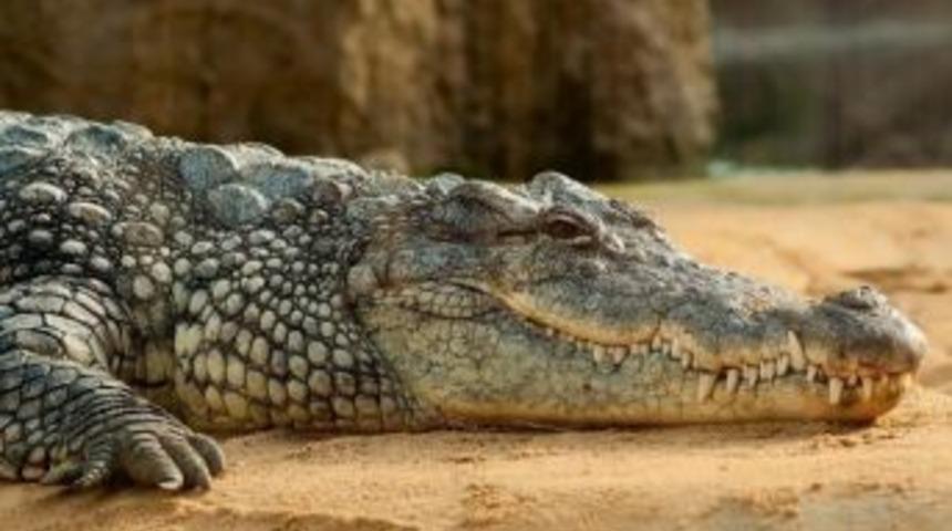 Nil Timsahı, Aquavega&rsquo;da Ziyaret&ccedil;ileriyle Buluşuyor