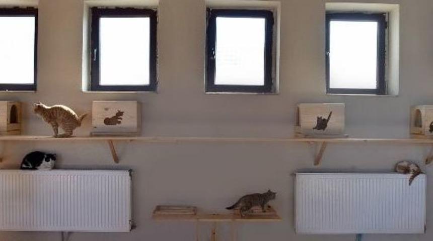 Karlar Şehrinde Sokak Hayvanlarına Konforlu Bakım Evi