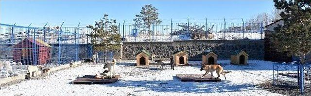 Karlar Şehrinde Sokak Hayvanlarına Konforlu Bakım Evi