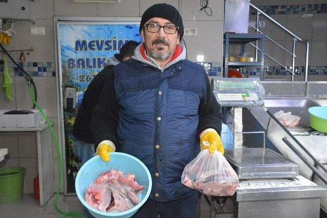 Sinop’ta Yakalanan 8 Kiloluk Levrek 500 Tl’ye Satıldı