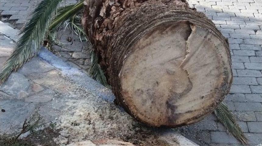 &rsquo;kırmızı Palmiye B&ouml;ceği&rsquo; Şimdi De İzmir&rsquo;e Dadandı