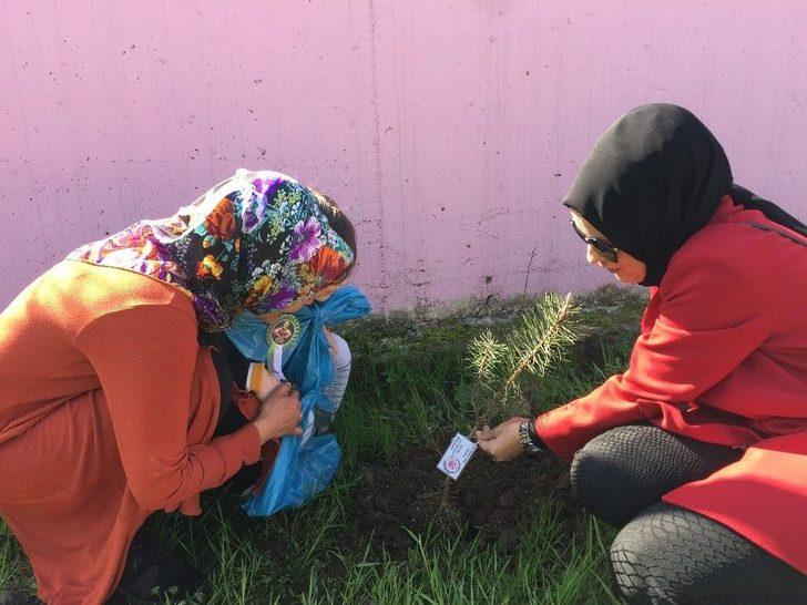 Ağaç Kardeşliği G2