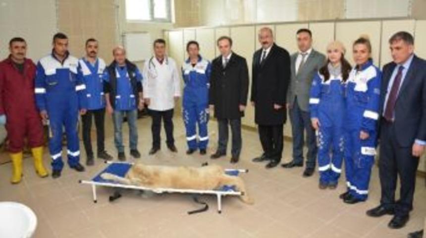 Hakkari&rsquo;de &lsquo;sokak Hayvanları Rehabilitasyon Merkezi&rsquo; A&ccedil;ıldı