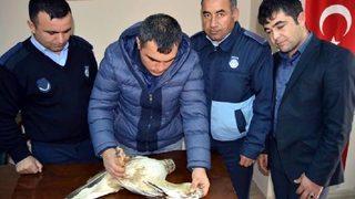 Yaralı Şahine Tedavi