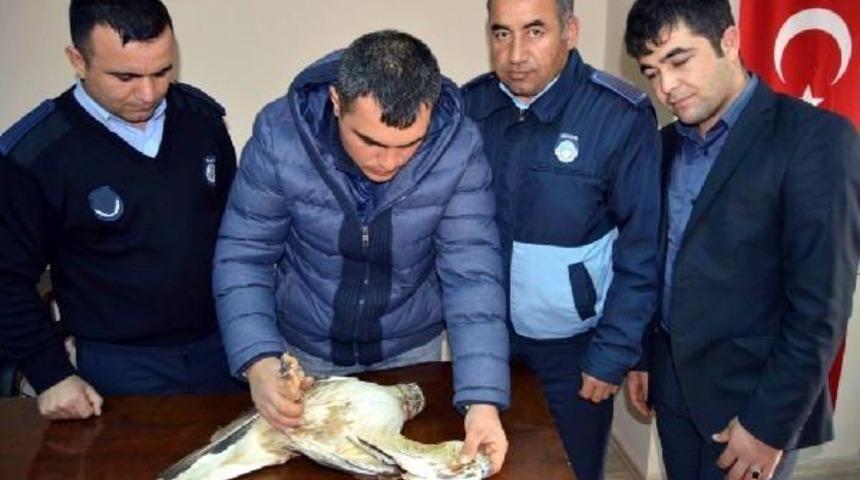 Yaralı Şahine Tedavi