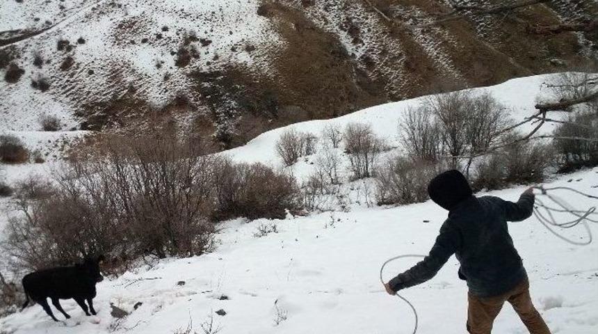 Firari Anguslar Bulundu