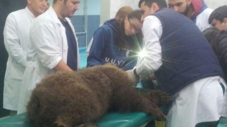 Kamyonun Çarptığı Yavru Ayı Hayata Tutunamadı