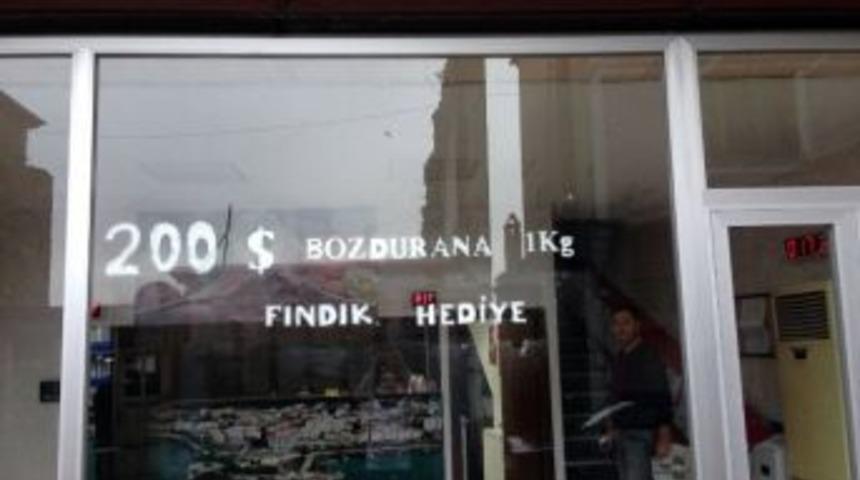 Dolarını Bozdurana Fındık Hediye