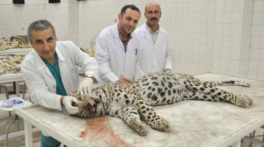 Leoparla 'otopsi hatırası' olay yarattı