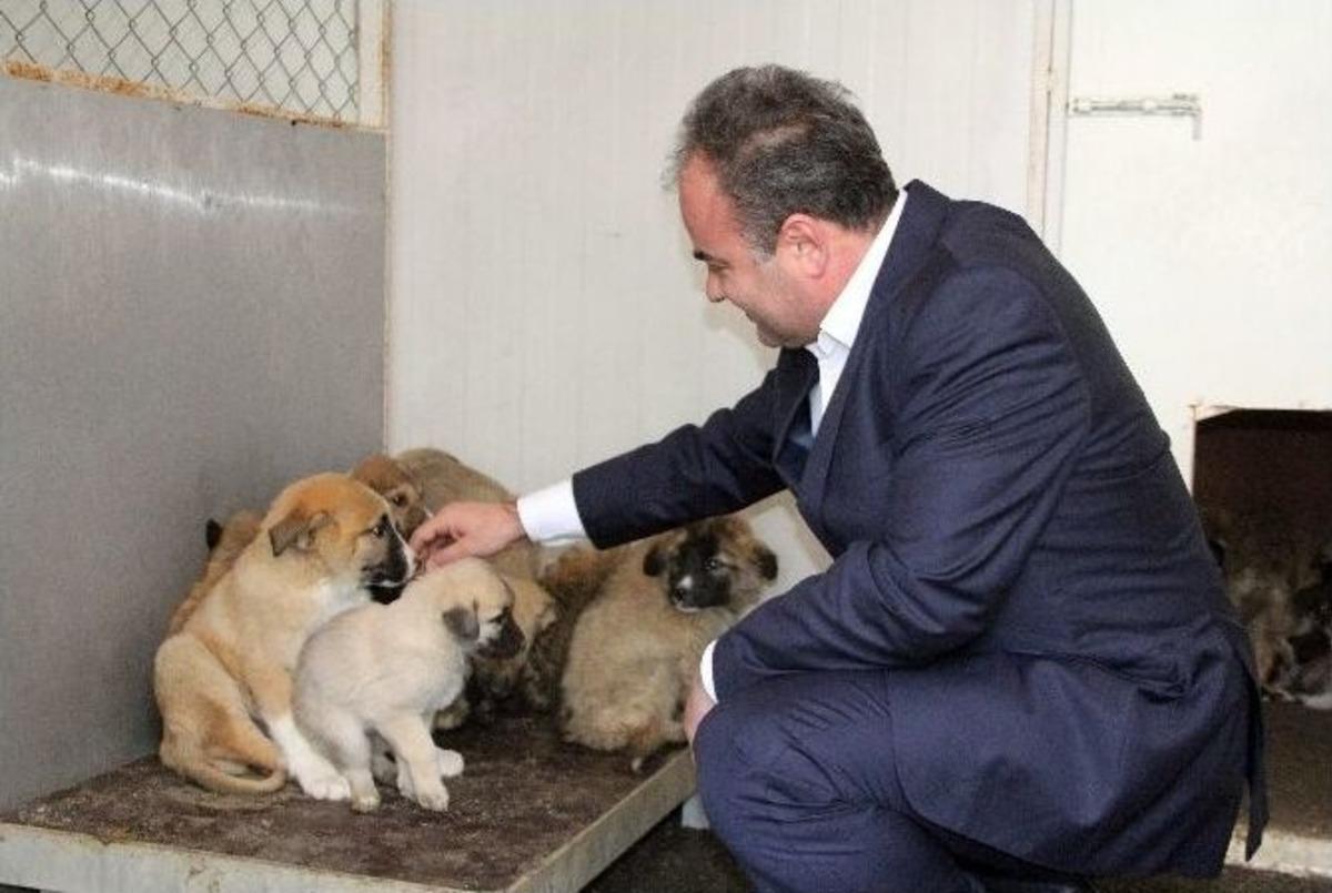 Sokak Hayvanlarına Sıcak Yuva