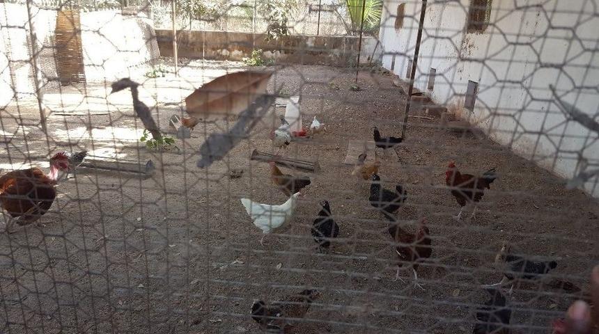 Tika&rsquo;dan Gine Bissaulu Kadınlara Tavuk&ccedil;uluk Geliştirme Projesi