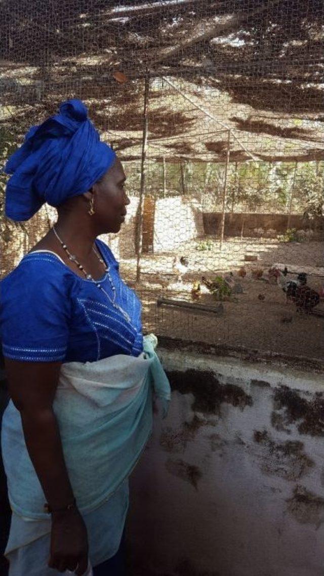 Tika’dan Gine Bissaulu Kadınlara Tavukçuluk Geliştirme Projesi