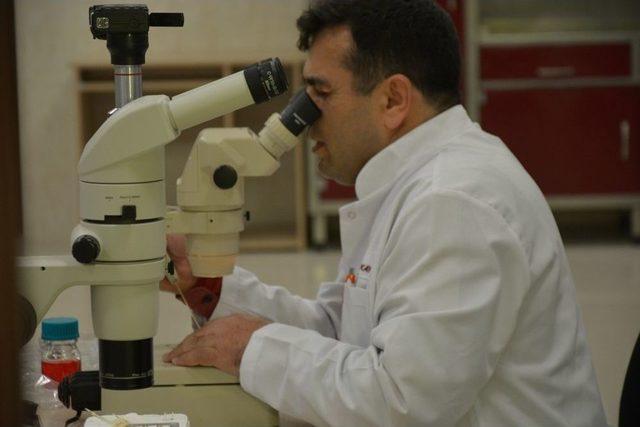 Bakan Çelik, İlk Embriyo Transferini Gerçekleştirdi 2