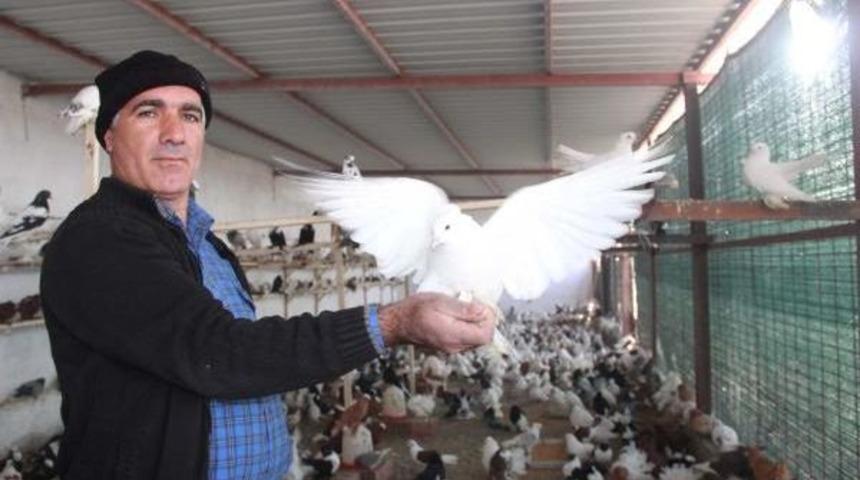 Zimmet&ccedil;i Veznedarın G&uuml;vercinleri Icradan Satılacak