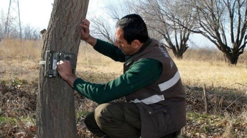 Yaban Hayvanları Foto Kapanla Kaydedilecek