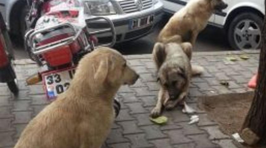 Sokak Köpeklerinden Vatandaş Da Belediye De Dertli