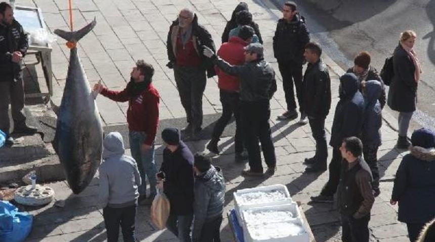 Kars'ta 250 Kiloluk Orkinosa Ilgi Odağı Oldu