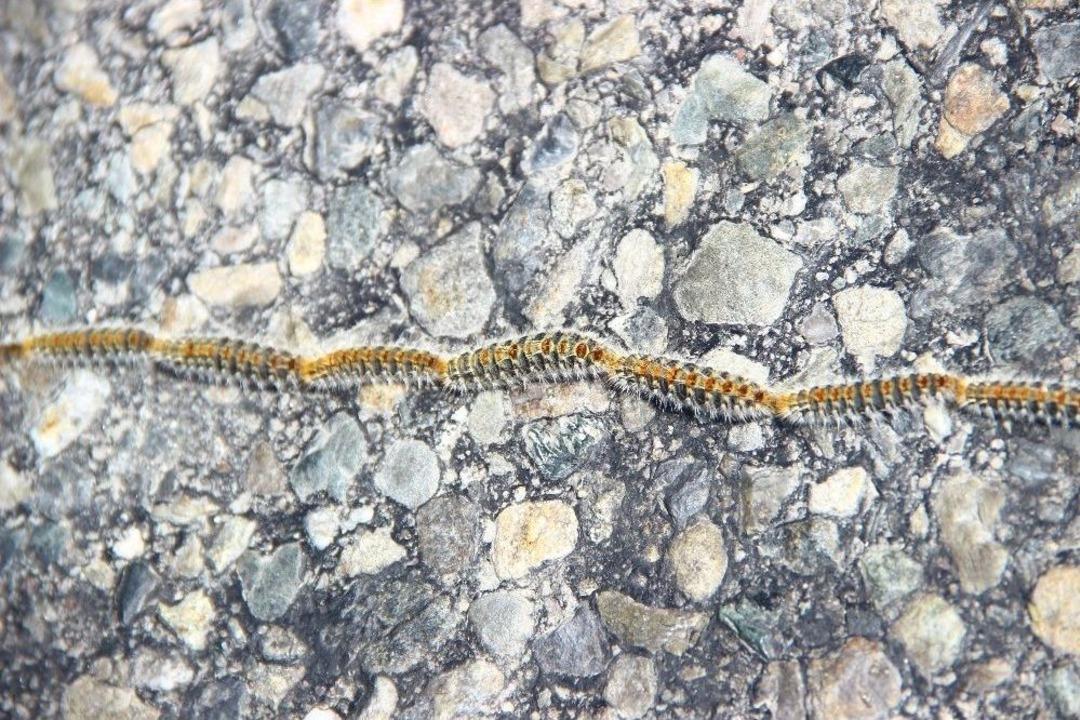 Kazdağları&rsquo;nda Biyolojik Savaş Başladı