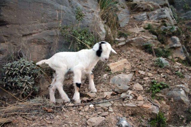 (özel Haber) Yavru Keçi İçin Kurtarma Ekipleri Seferber Oldu