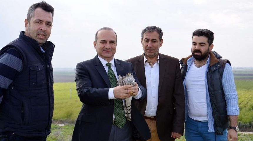 Tedavisi Yapılan Atmaca Doğaya Salındı