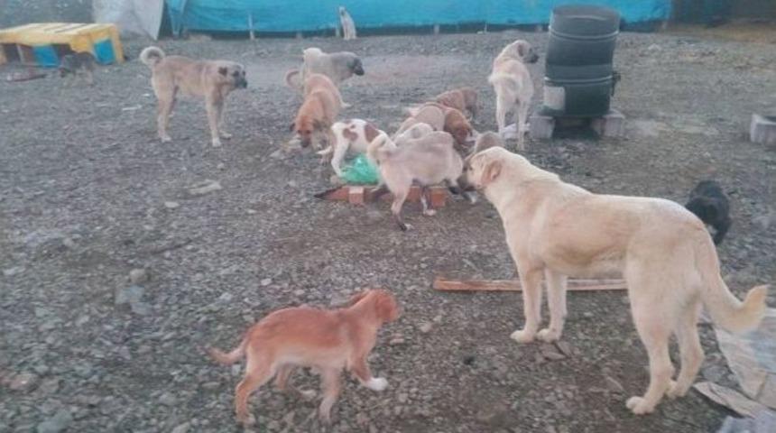 Sokak K&ouml;peklerini Toplayarak Kendi Yaptığı Barınakta Besliyor