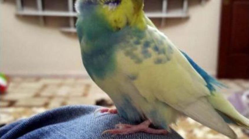 Muhabbet Kuşu 'başkan Recep Tayyip Erdoğan' Diyor