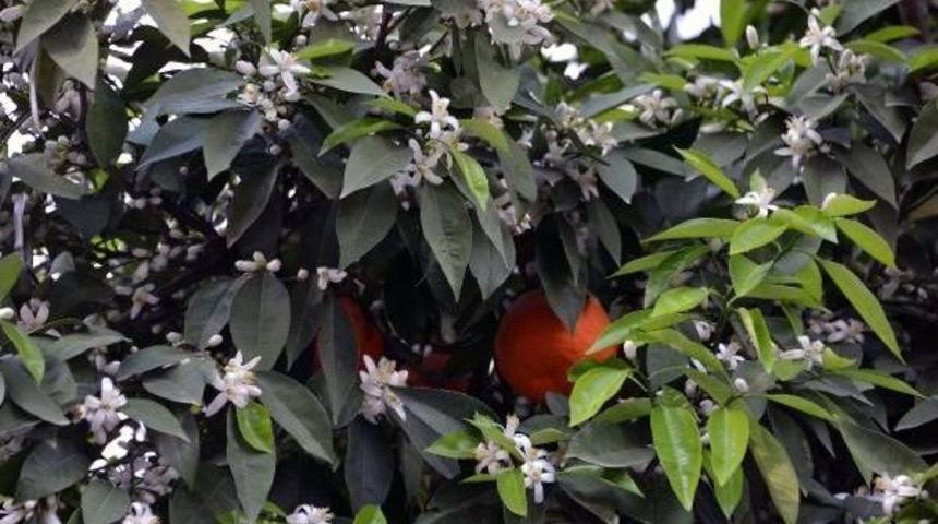 Adana Sokakları Narenciye Kokuyor