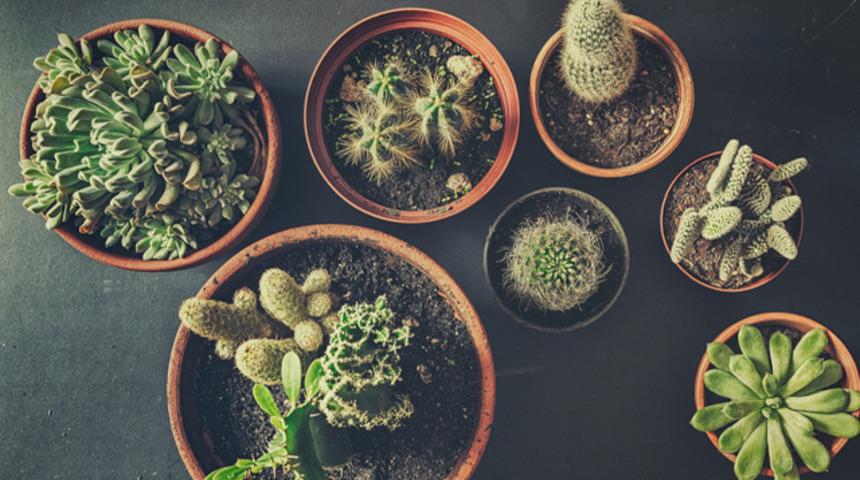 Kakt&uuml;s&uuml;n şifacı &ouml;zelliğine şahit olun