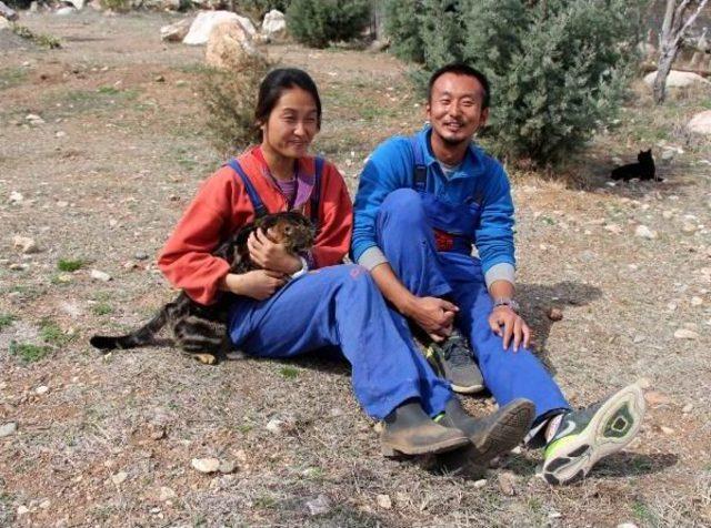 Güney Koreli Çift, Lüks Hayattan Sıkılıp Lisinia'ya Geldi