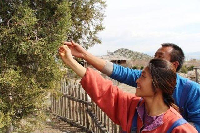 Güney Koreli Çift, Lüks Hayattan Sıkılıp Lisinia'ya Geldi