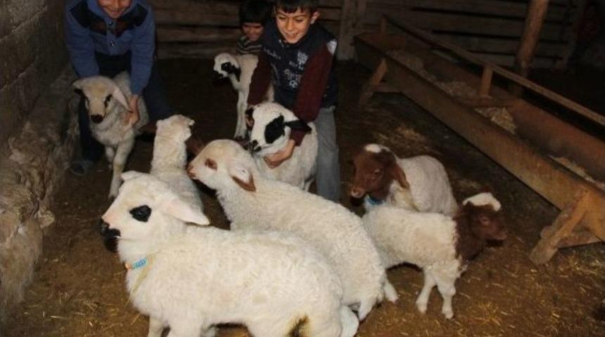 Aksaray&rsquo;da Koyunlar Kuzulama D&ouml;nemine Başladı