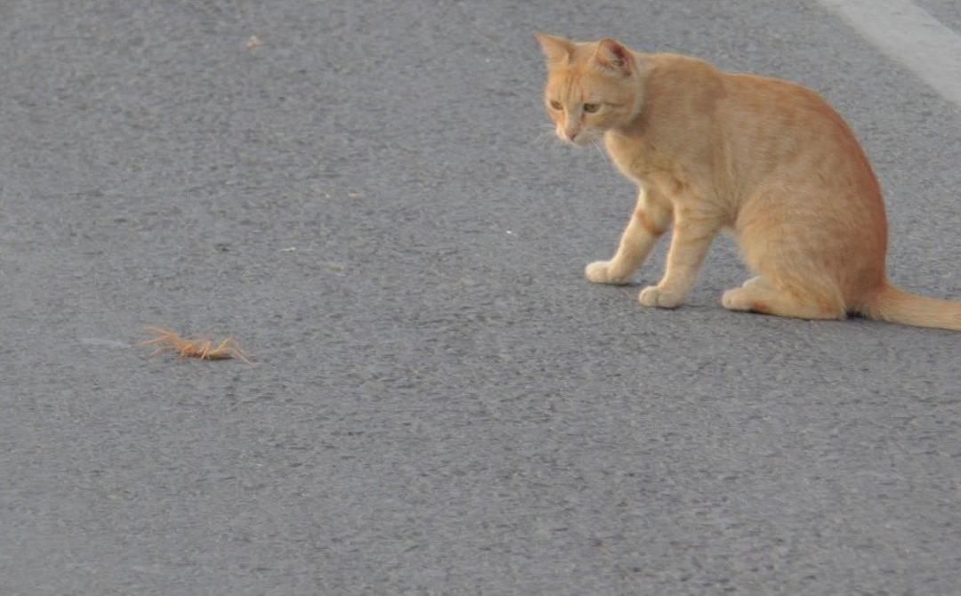 Et Yiyen Dev &Ouml;r&uuml;mcek İle Kedinin &Ouml;l&uuml;m Kalım M&uuml;cadelesi