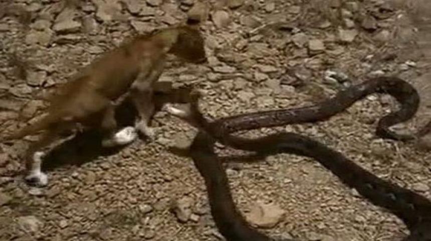 Aslan pitona karşı